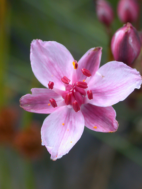 Jonc fleuri