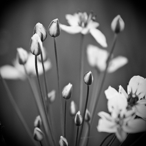 Jonc fleuri