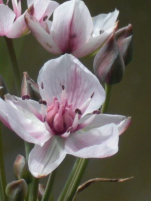 Jonc fleuri