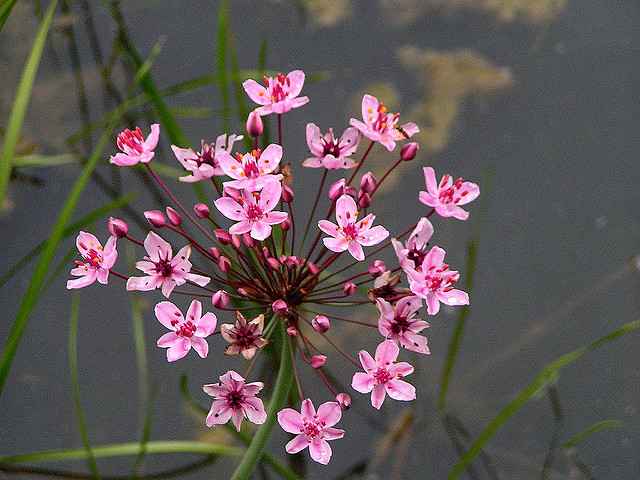 Jonc fleuri