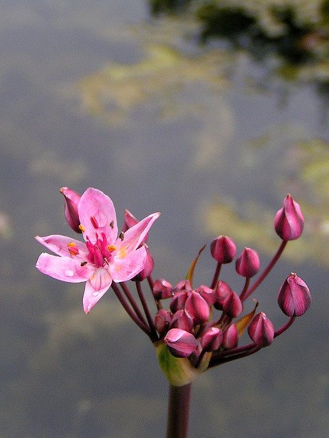 Jonc fleuri