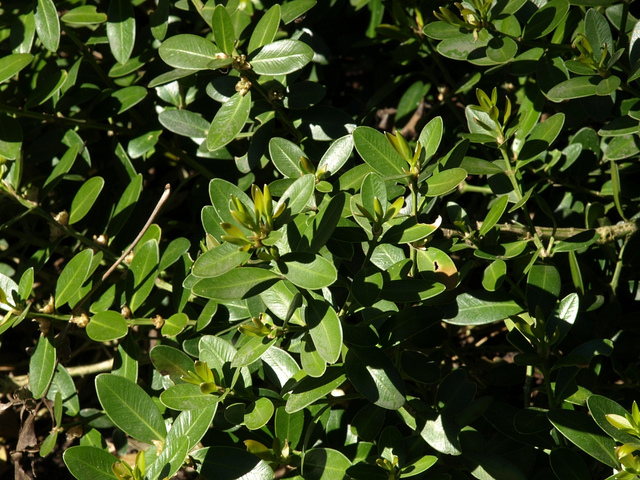 Buis des baléares