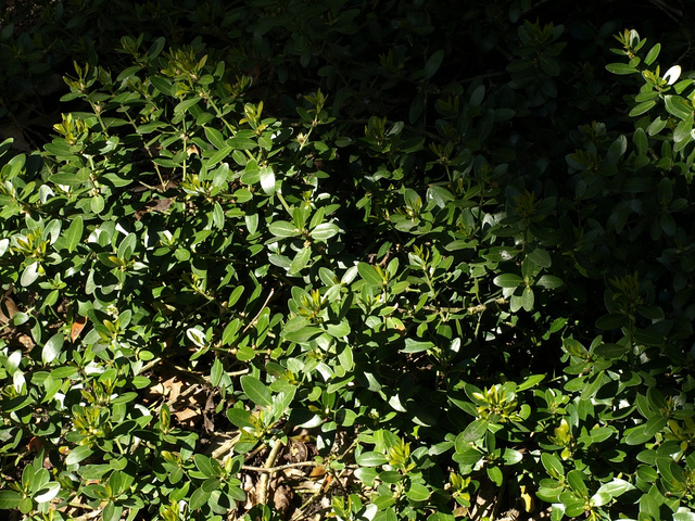 Buis des baléares (Buxus balearica)