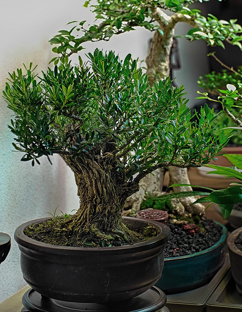 Buxus harlandii