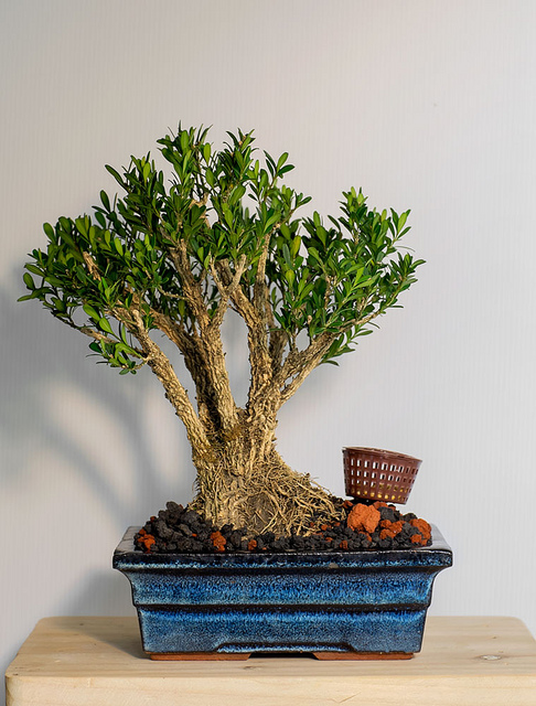 Buxus harlandii