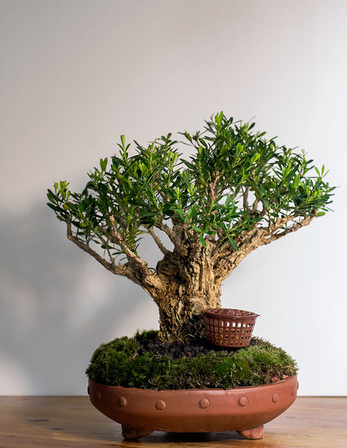 Buxus harlandii