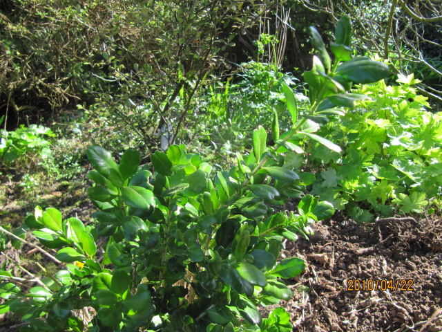 Buxus harlandii
