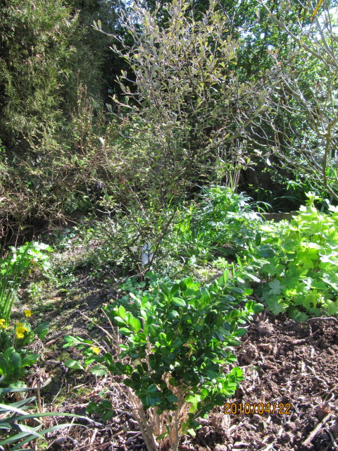 Buxus harlandii
