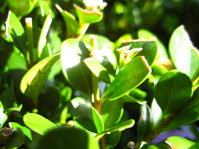 Buis à petites feuilles