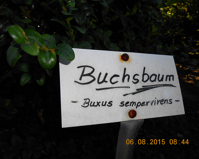 Buis commun