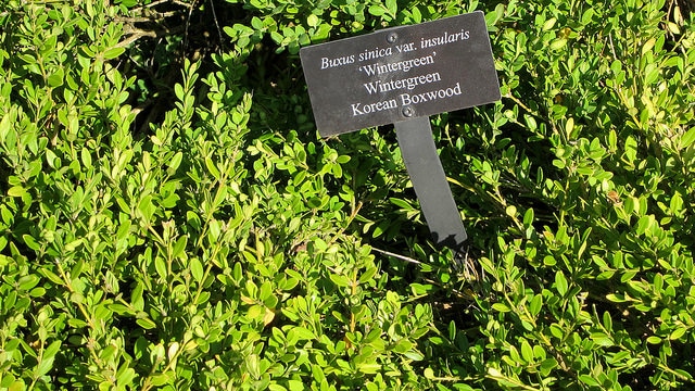 Buxus sinica