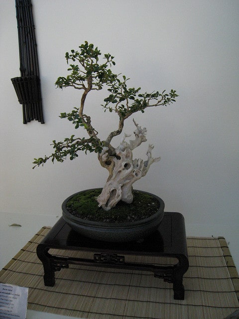 Buxus sinica