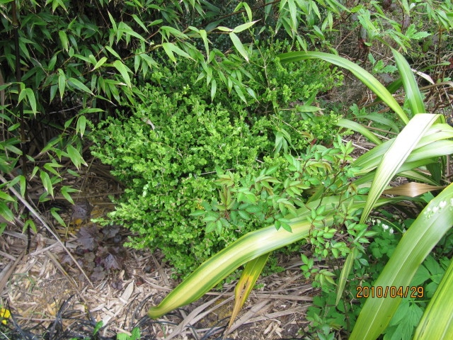 Buxus sinica