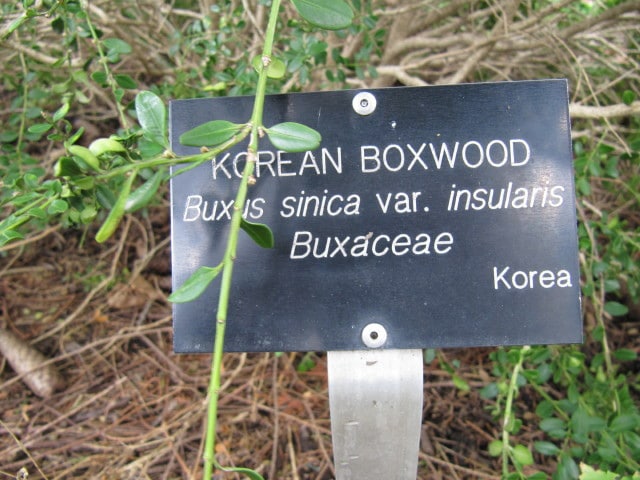 Buxus sinica