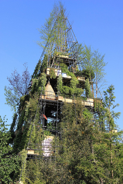 Buxus wallichiana
