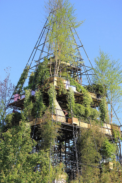 Buxus wallichiana