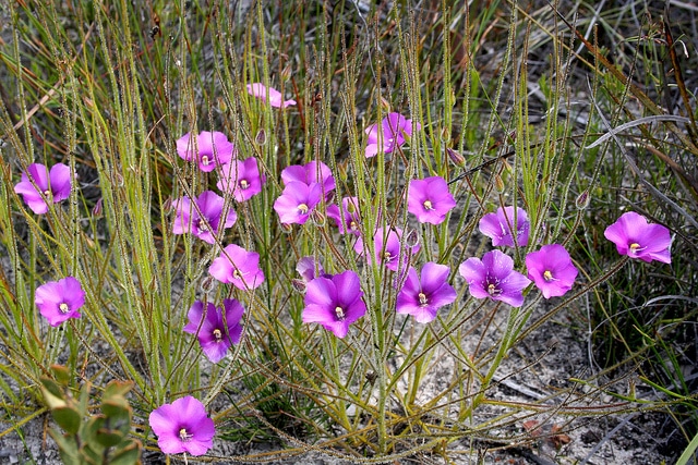 Byblis gigantea (Byblis gigantea)
