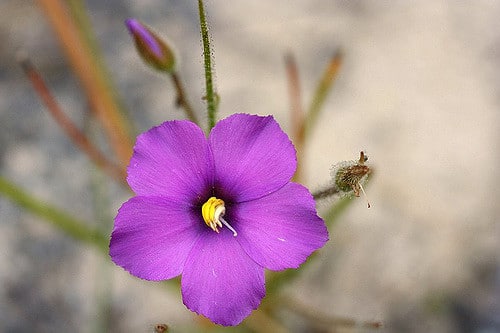 Byblis gigantea