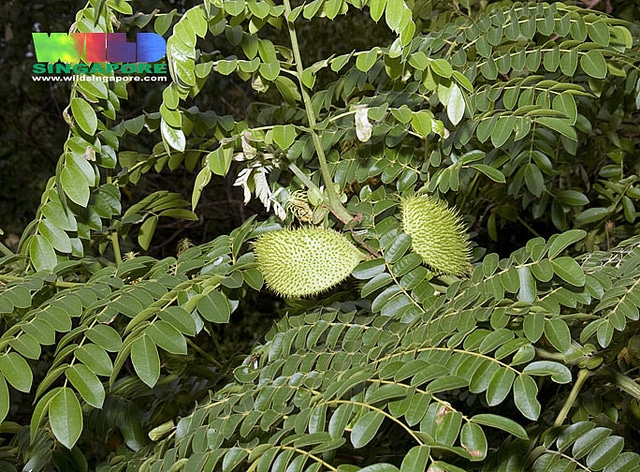 Caesalpinia bonduc