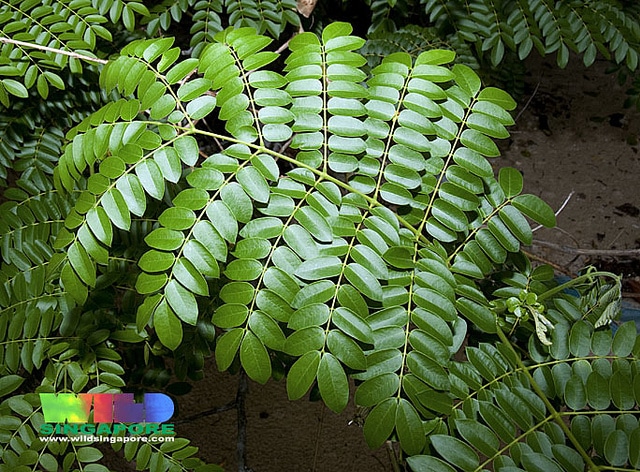 Caesalpinia bonduc