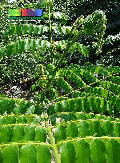 Caesalpinia bonduc