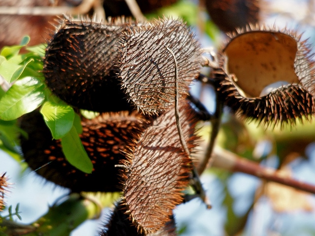 Caesalpinia bonduc
