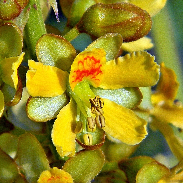 Caesalpinia bonduc