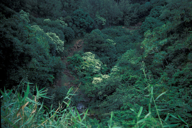 Caesalpinia decapetala