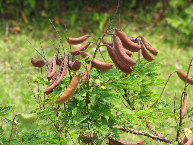 Caesalpinia decapetala