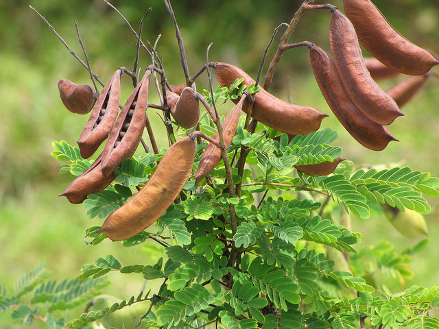Caesalpinia decapetala
