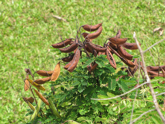 Caesalpinia decapetala