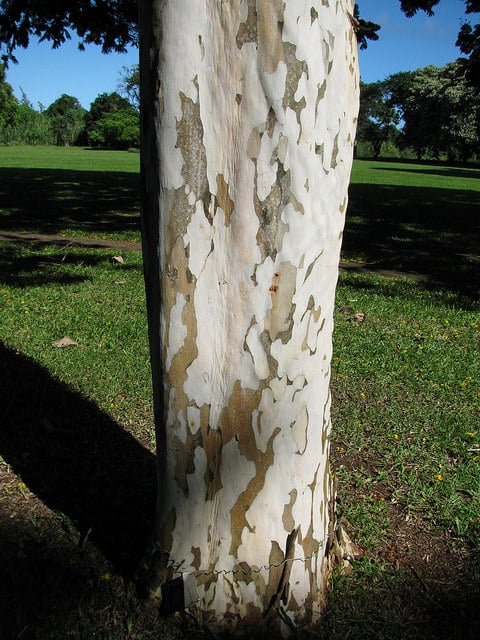 Caesalpinia ferrea
