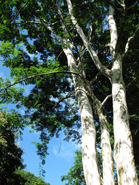 Caesalpinia ferrea