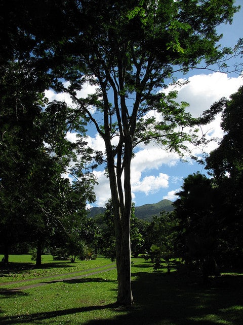 Caesalpinia ferrea