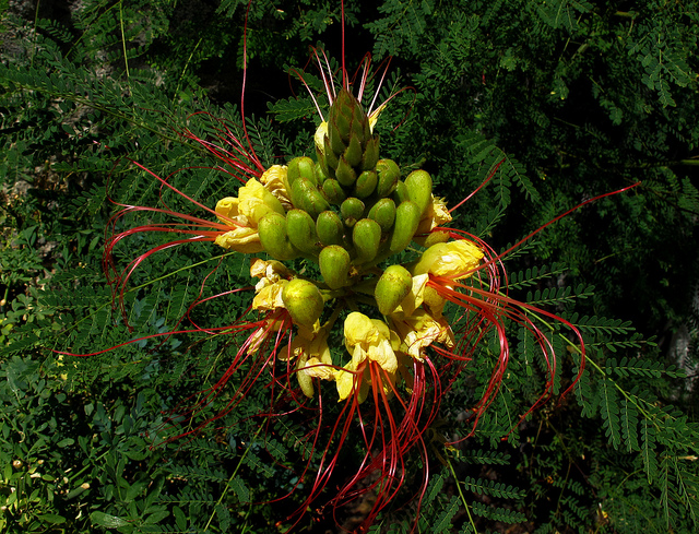 Césalpinie de gillies (Caesalpinia gilliesii)