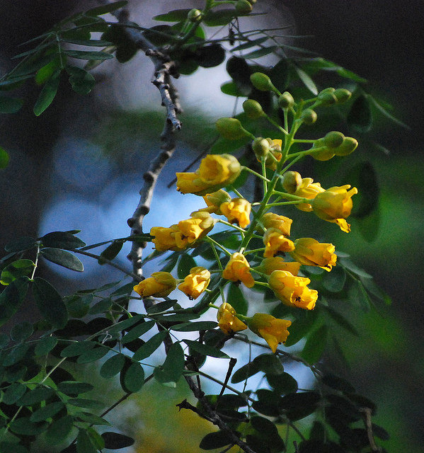 Caesalpinia mexicana