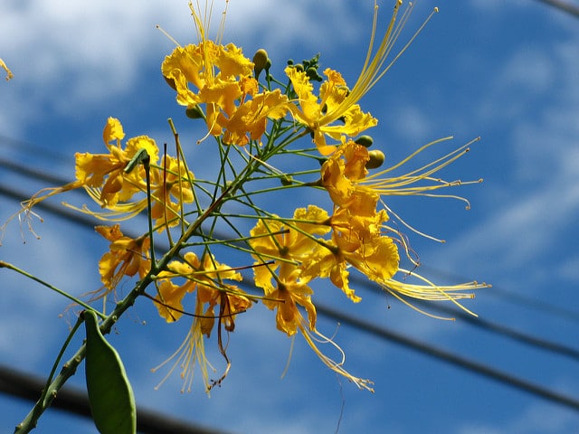 Caesalpinia mexicana