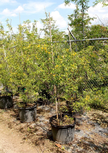 Caesalpinia mexicana