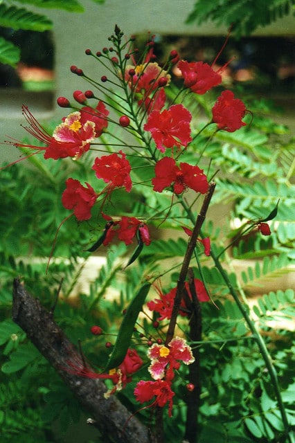 Caesalpinia mexicana