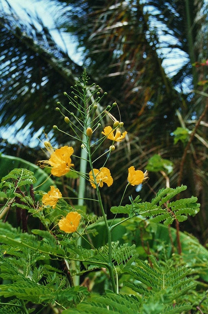 Caesalpinia mexicana