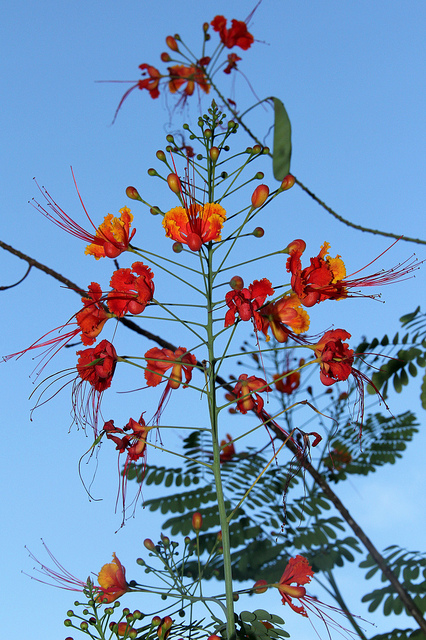 Orgueil de chine (Caesalpinia pulcherrima)