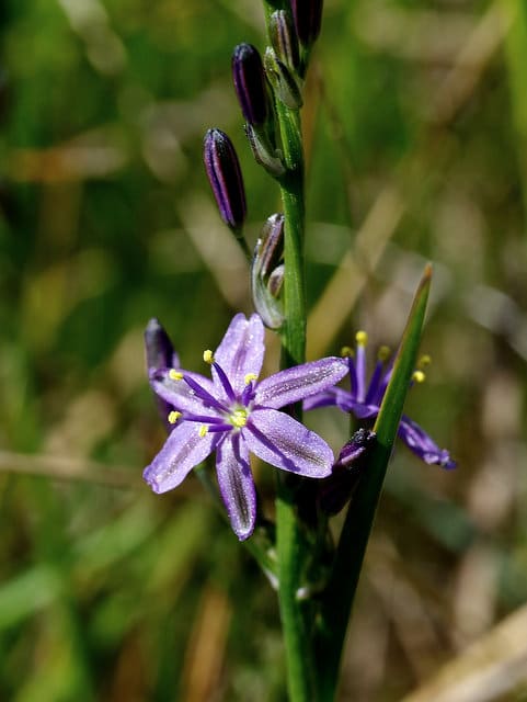 Caesia calliantha (Caesia calliantha)