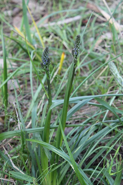 Caesia calliantha