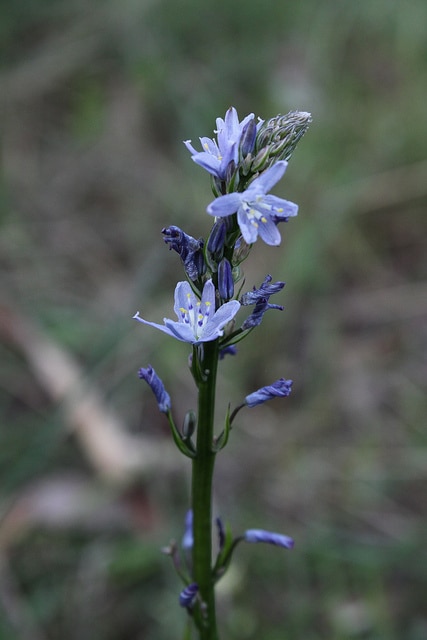 Caesia calliantha