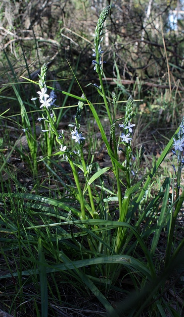 Caesia calliantha
