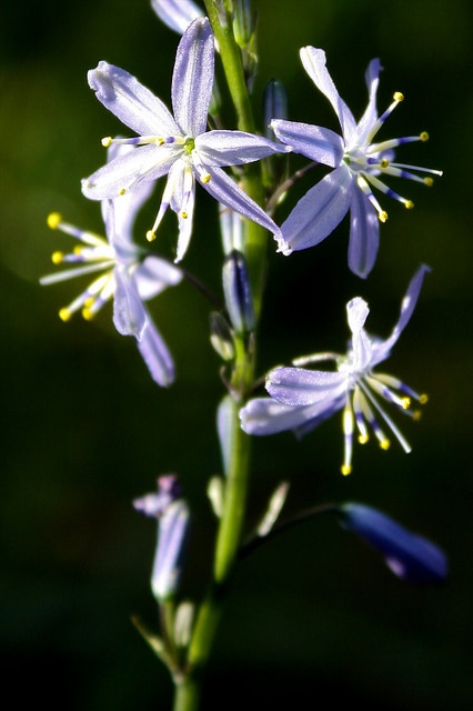 Caesia calliantha