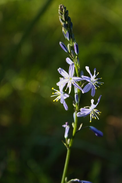 Caesia calliantha
