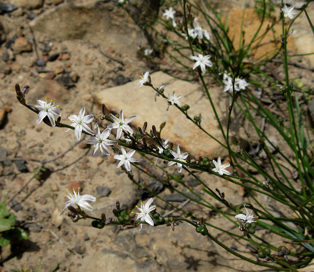Caesia parviflora