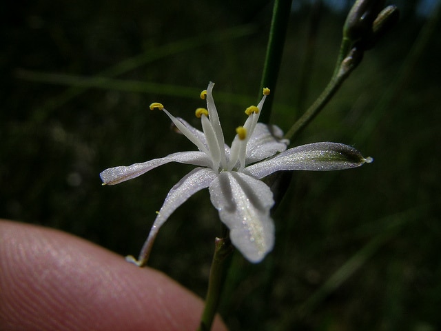 Caesia parviflora