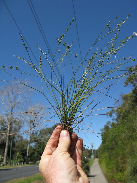 Caesia parviflora
